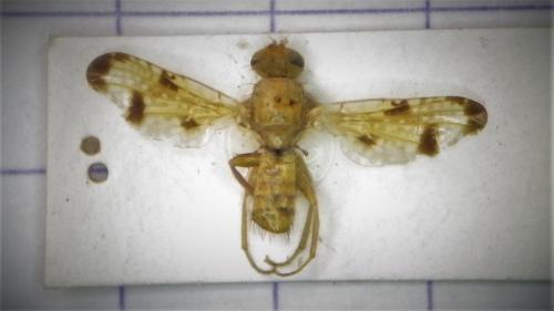 Xyphosia miliaria